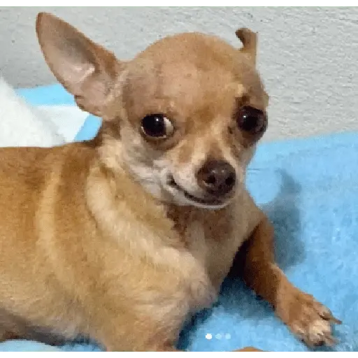 perros y gatos