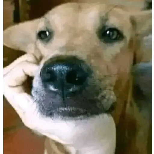 perros y gatos