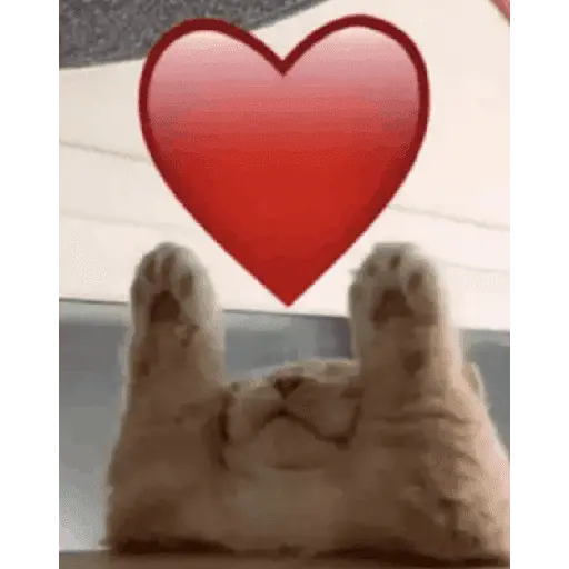 perros y gatos