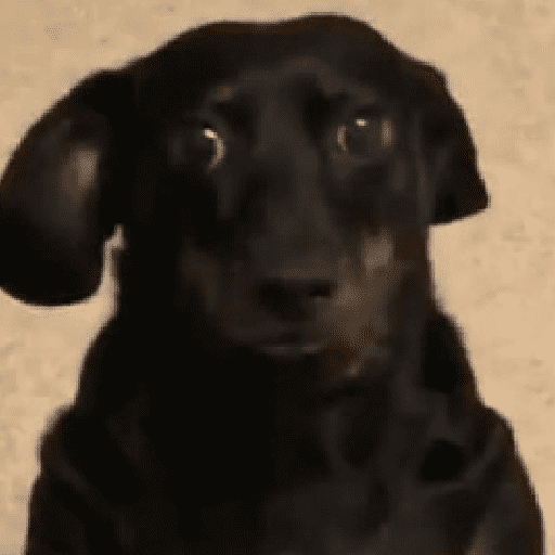 perros y gatos preview