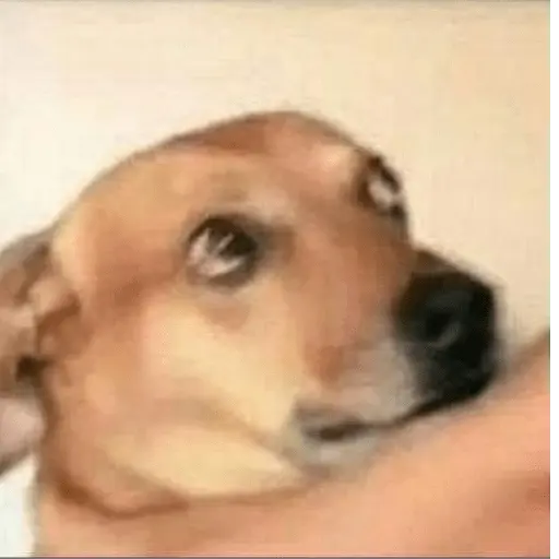perros y gatos