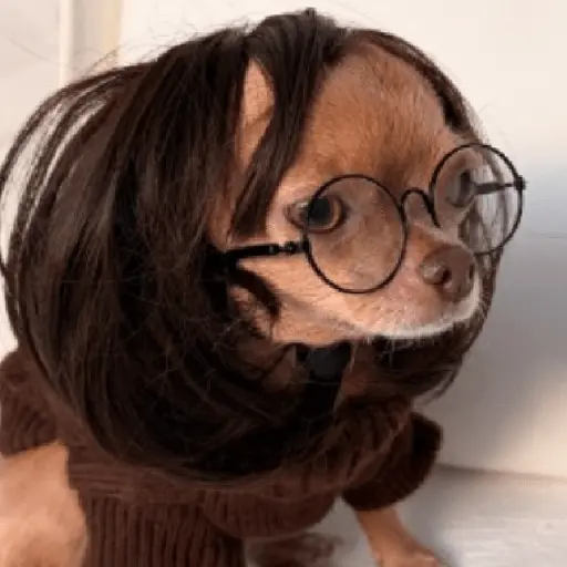 perros y gatos