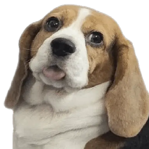 perros y gatos