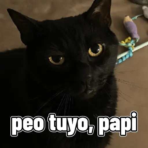 perros y gatos