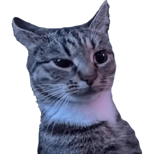 perros y gatos