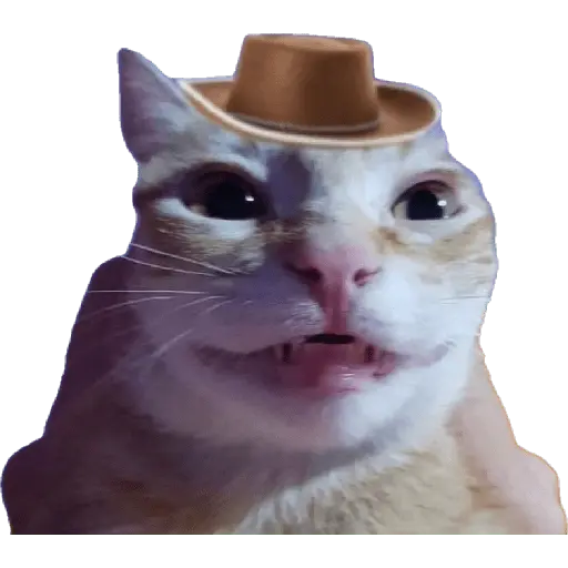 perros y gatos