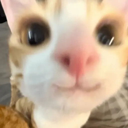 perros y gatos