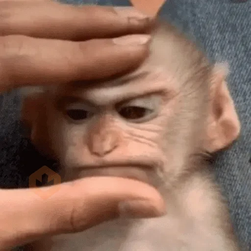 Mono - Macaco - reacciones sticker 11
