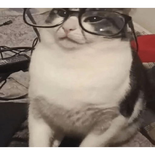 gatos  preview
