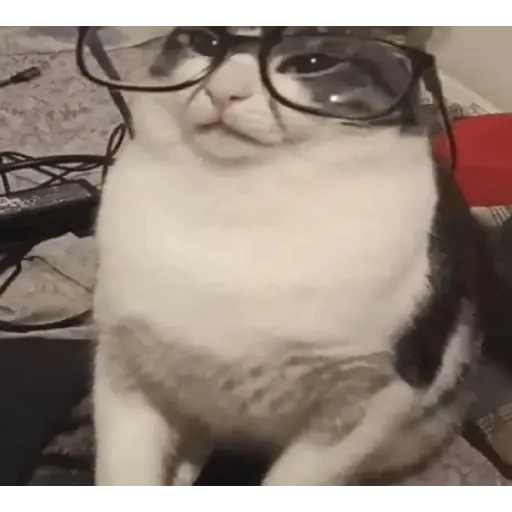 gatos 