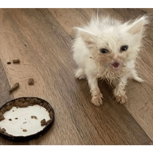 gatos  preview