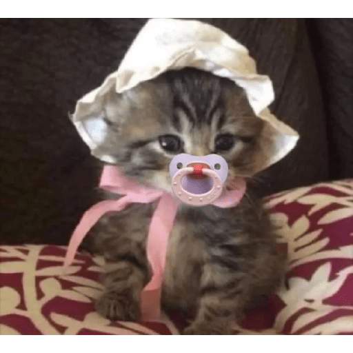 gatos  preview