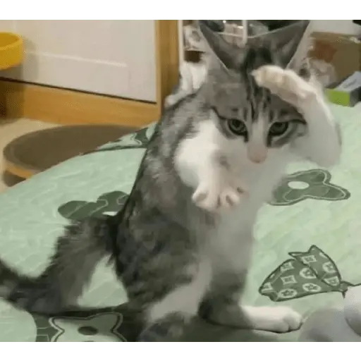 gatos 