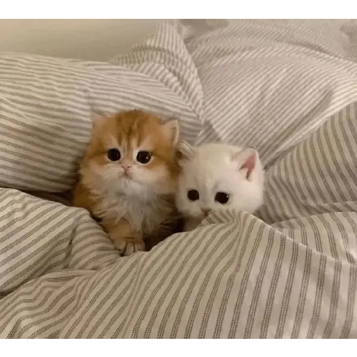 gatos 