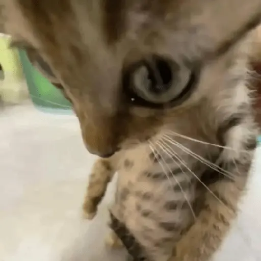 gatos 