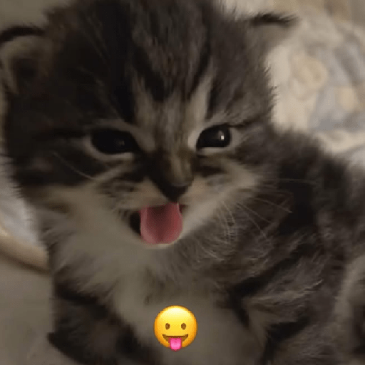 gatos  preview