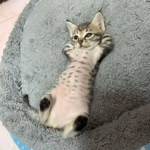 gatos 