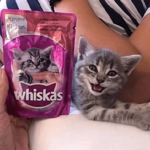 gatos 