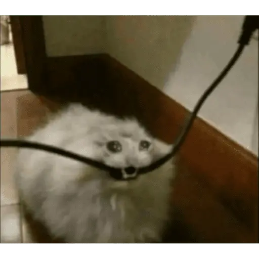 Tiktok Brainrot pt2