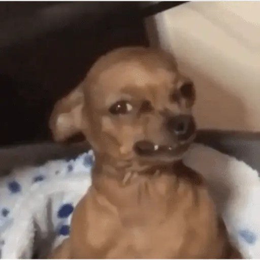 Tiktok Brainrot pt2