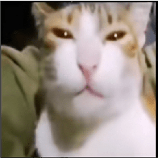 Gato Donato preview
