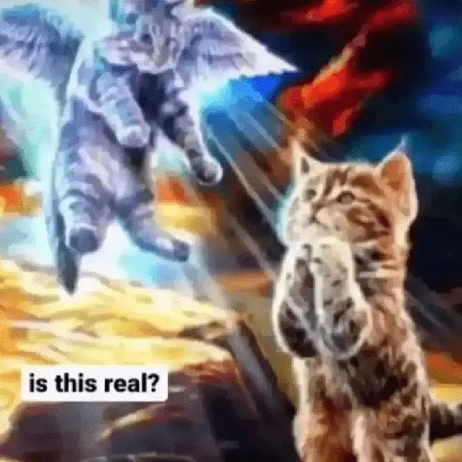 Gato Donato