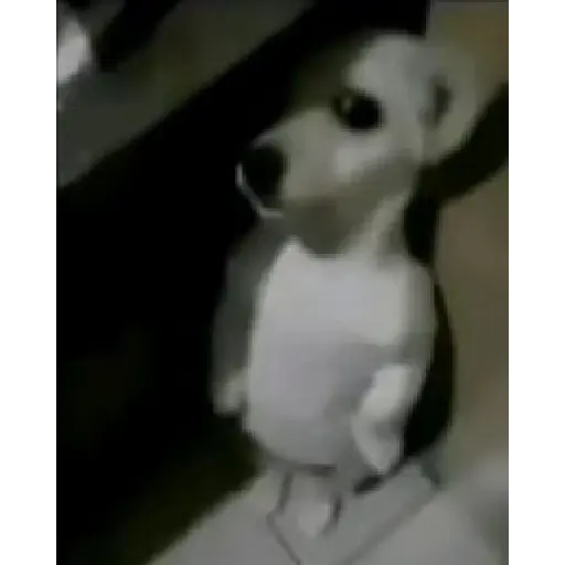 Gato Donato