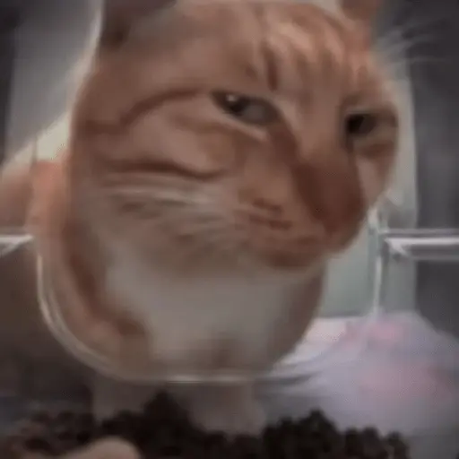 Gato Donato