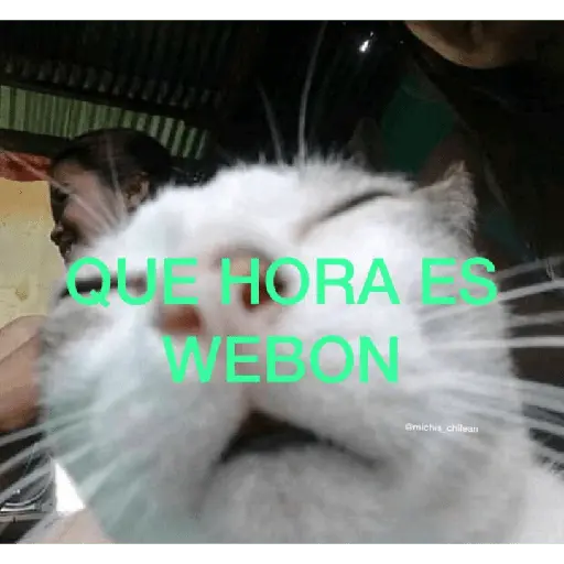 Gato Donato