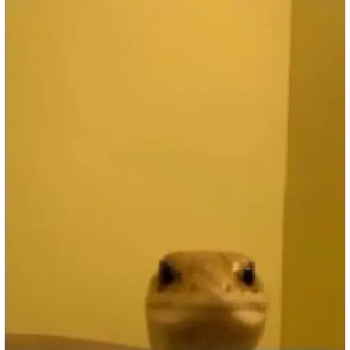 Gato Donato
