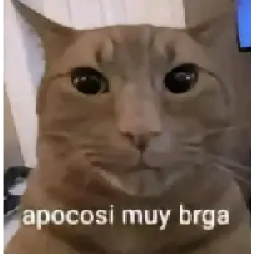 Gato Donato