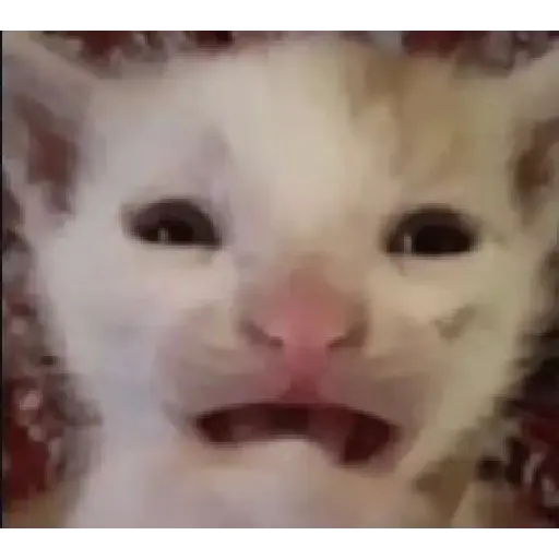 Gato Donato