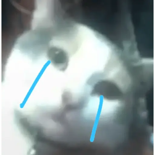 Gato Donato