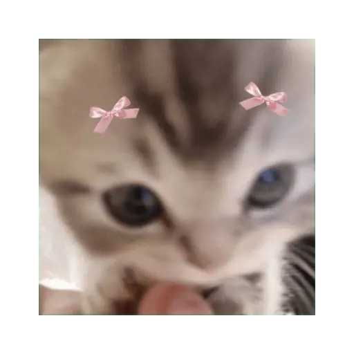 y de pronto una Puchainaaa 😿😹🤩