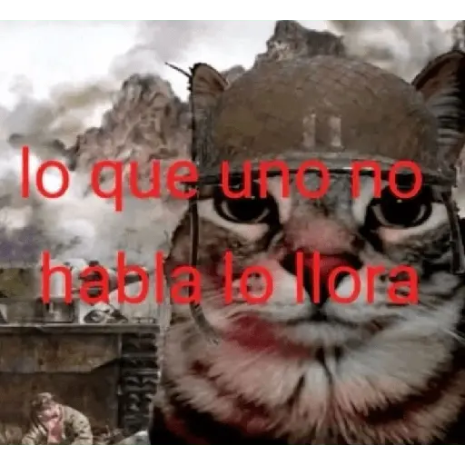 y de pronto una Puchainaaa 😿😹🤩