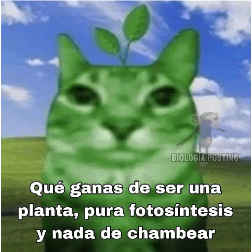y de pronto una Puchainaaa 😿😹🤩 preview