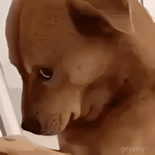 sigo bloqueada?🚫 Perro🔥 🐶