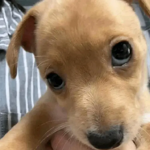 sigo bloqueada?🚫 Perro🔥 🐶