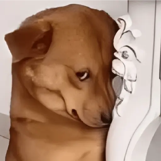 sigo bloqueada?🚫 Perro🔥 🐶