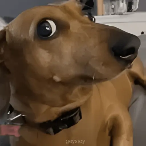 sigo bloqueada?🚫 Perro🔥 🐶