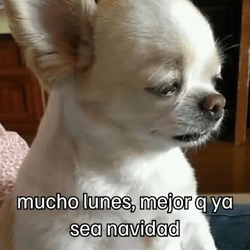 Lunes con L de Long 🤣🤣