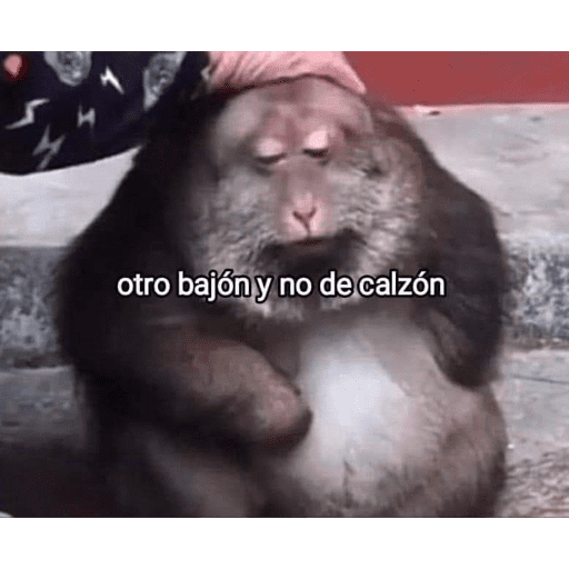🤙 SHITPOST FOR YOU 😎 preview