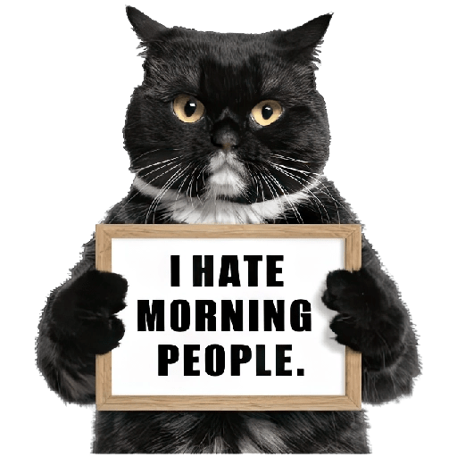 😾 Gatos haters 🐈‍⬛Hate morning preview