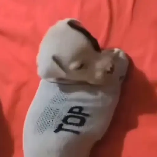 🎵 TIKTOKeando 41🎵