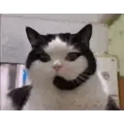 Gato michi expresivo 😻🙀 preview