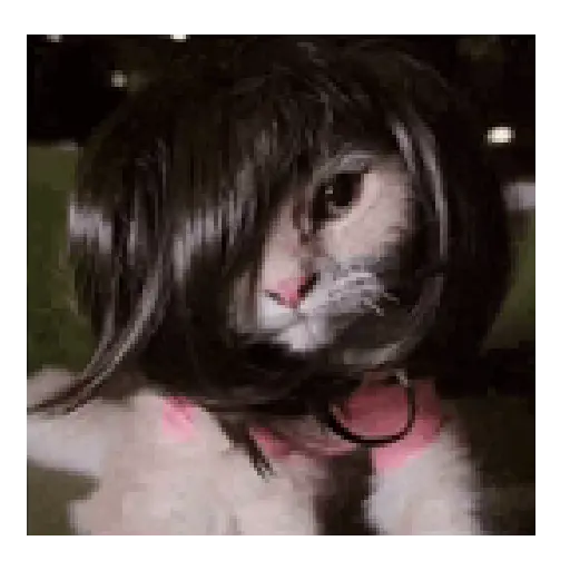 Gato michi expresivo 😻🙀 preview