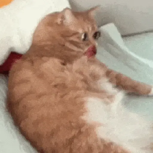 Gatos caras🐈Funny cats😺 preview