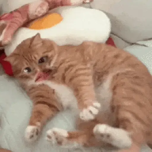 Gatos caras🐈Funny cats😺