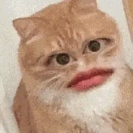 Gatos caras🐈Funny cats😺