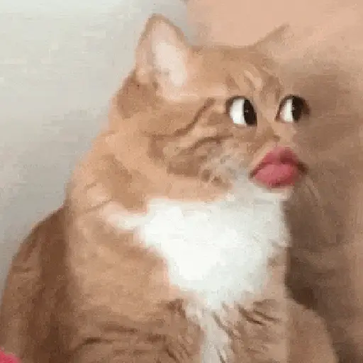 Gatos caras🐈Funny cats😺 preview